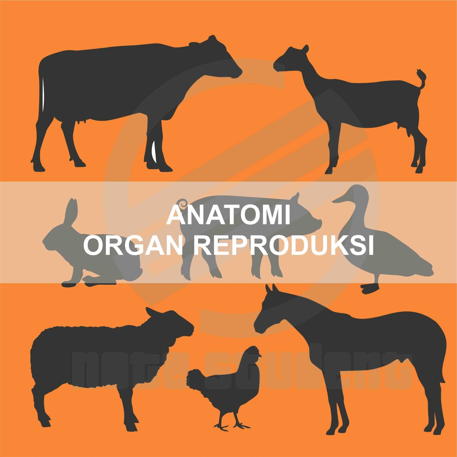 Gambar Sistem Reproduksi Ayam Gambar Organ Domba Jantan di Rebanas