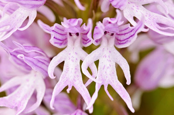 Naked Man Orchid (Orchis Italica) - 17 Flowers That Look Like Something Else