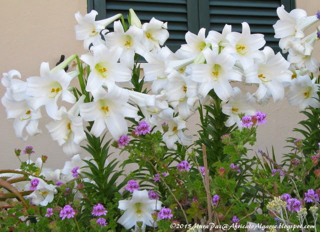 Scented lilies