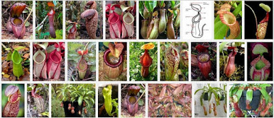 Jenis - jenis kantong semar (Nepenthes) - berbagaireviews.com