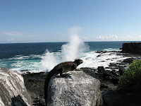 Espanola Island Suarez Point Galapagos Islands
