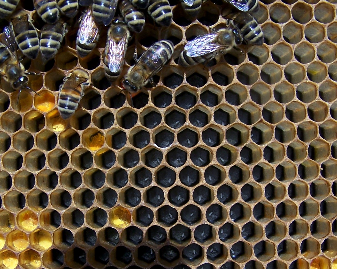 Вид сот. Тиара пчелиные соты. Соты в природе. Пчелиная ячейка. Пчела на сотах.