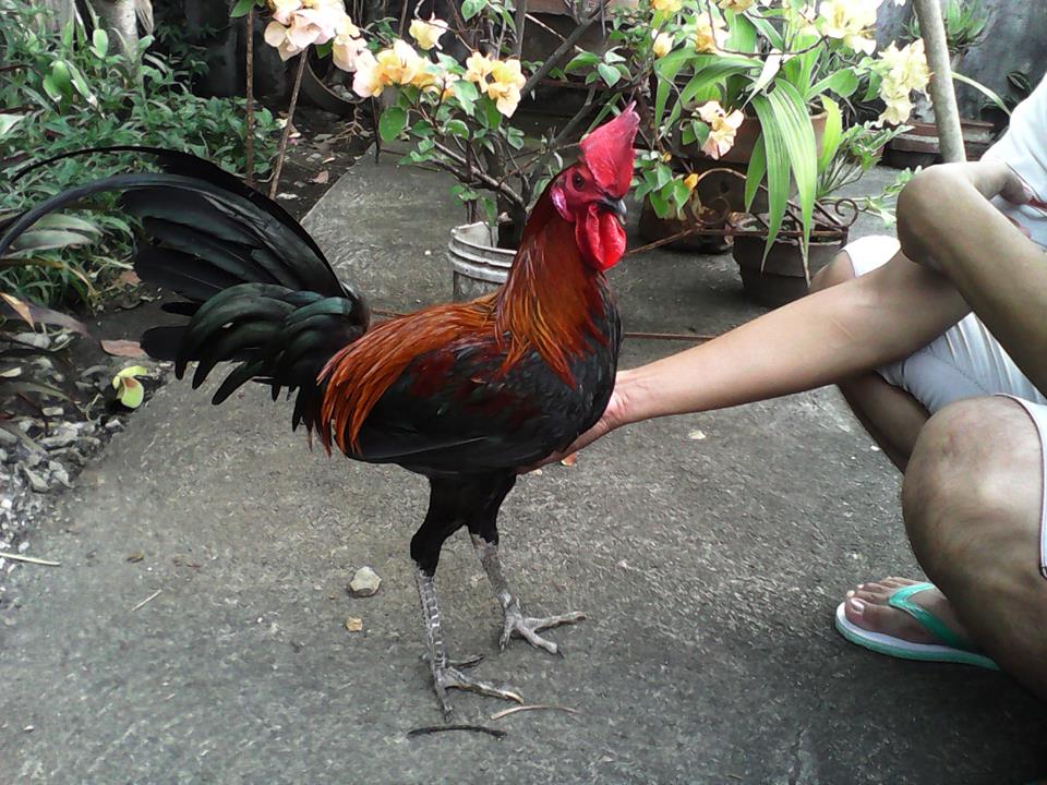 Peruvian Gamefowl.