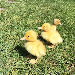 chicks together ducklings happy chicken far coop