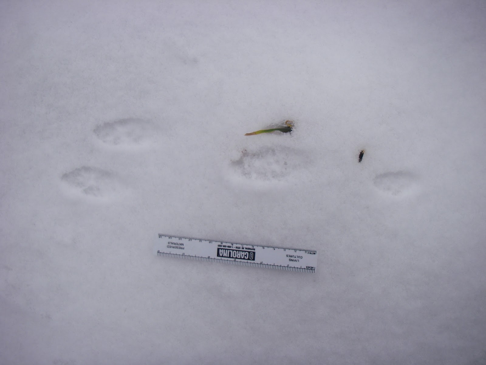 Wildlife Monitor: New England Cottontail Rabbit Survey