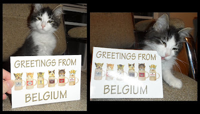 Anakin Two Legged Cat Postcard presnet from Belgium