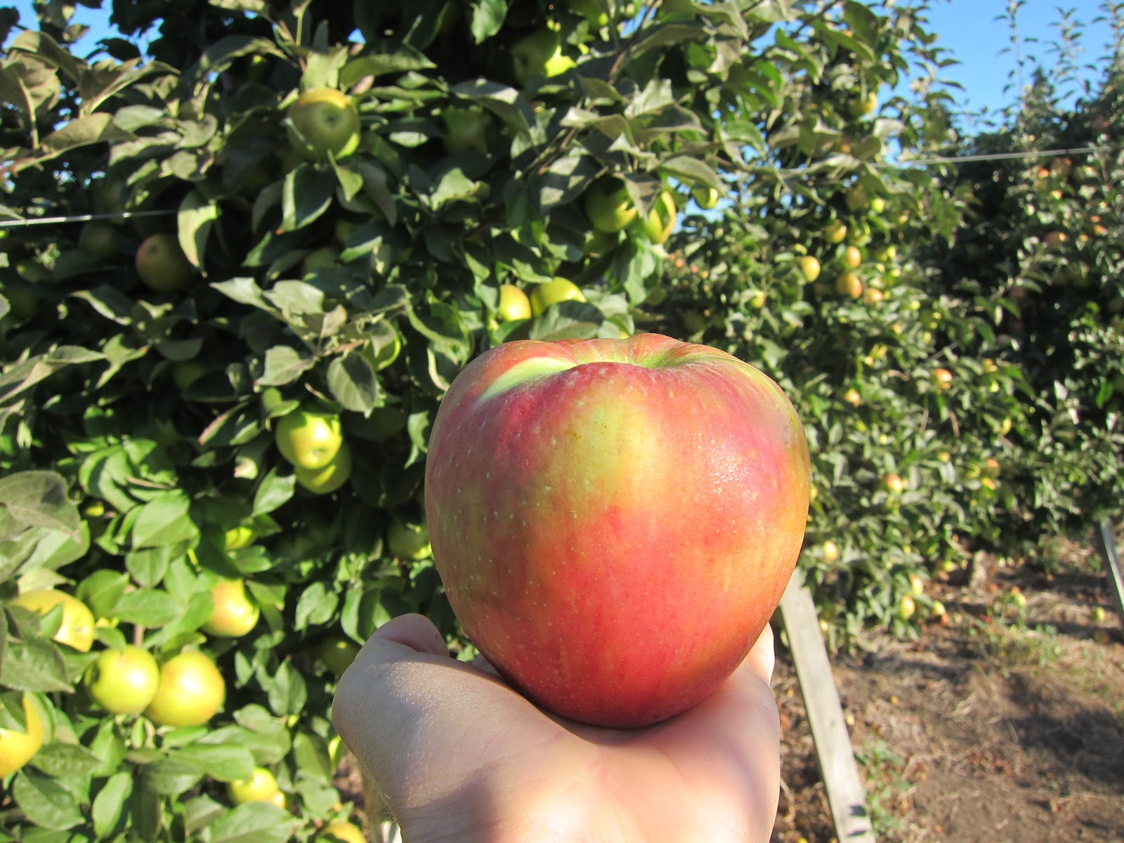 Beilke Family Farm Oregon Apples UPick from the Farm Honeycrisp are