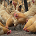 Bird Flu strain found in PH : Transmissible to humans