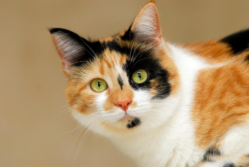 The Amazing Calico Cat Cat Breeds in photographs