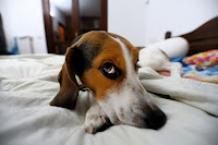 hound dog caught sleeping on bed