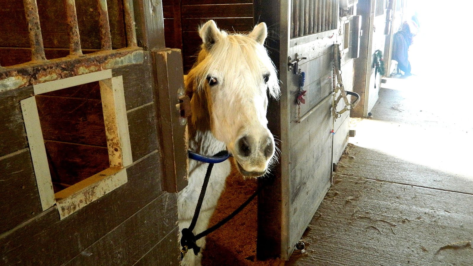 Equine industry in Kentucky Horse Horse Choices