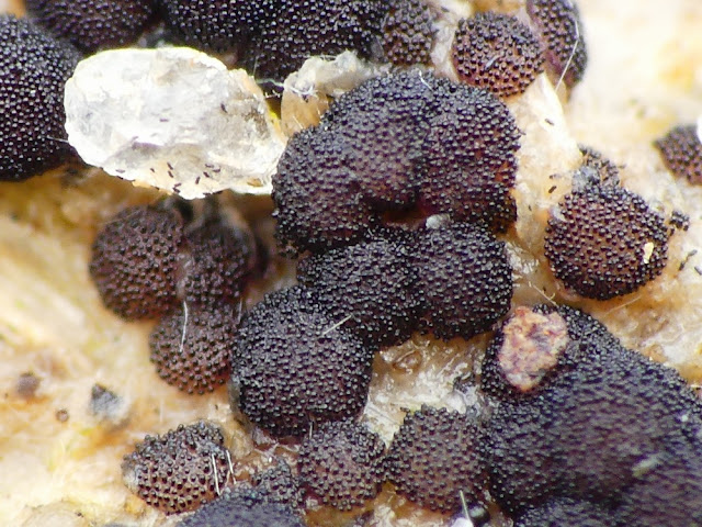 Saccobolus depauperatus