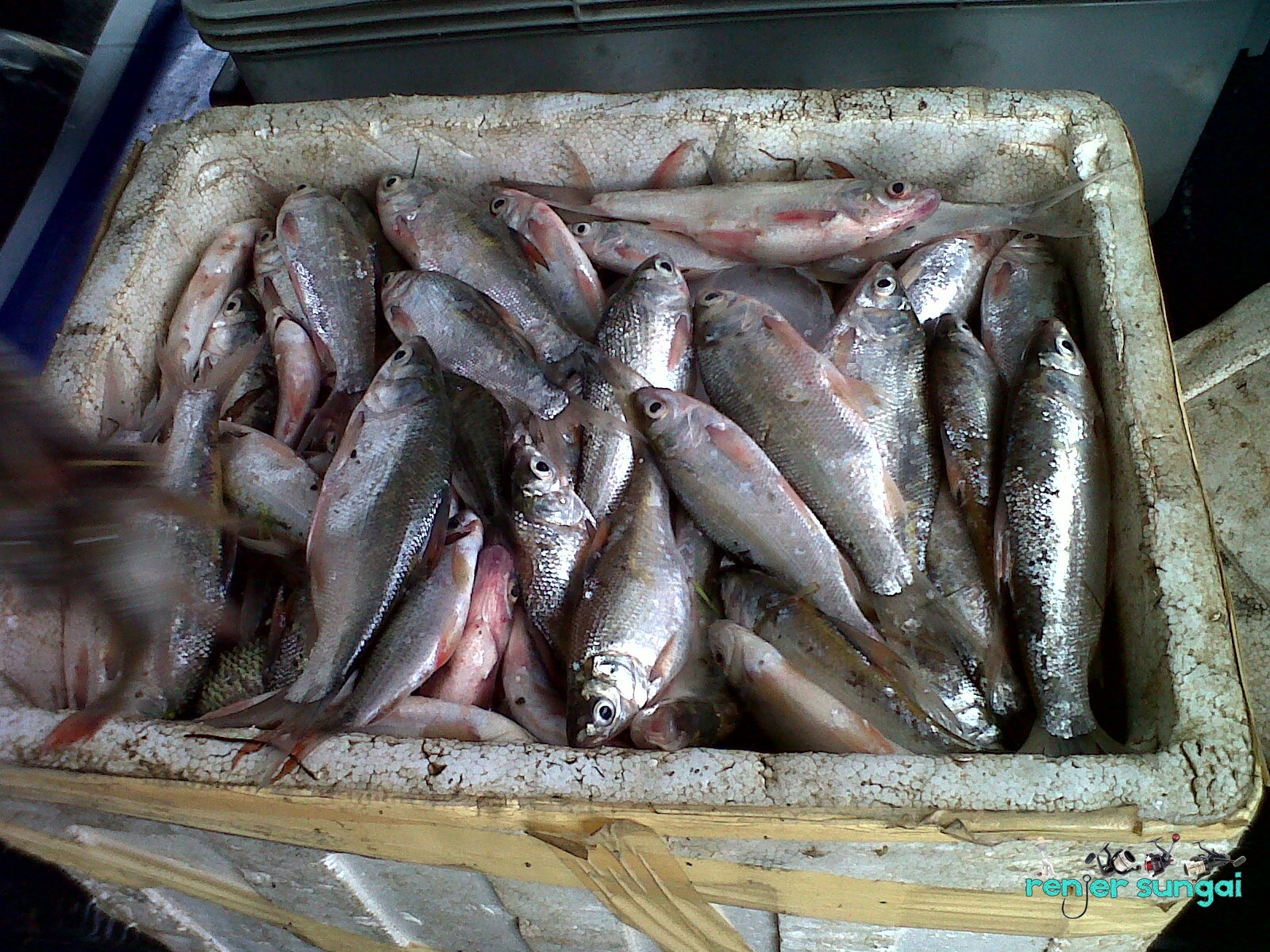 Renjer Sungai: BANJIR..IKAN LOMA LEPAS TELUR