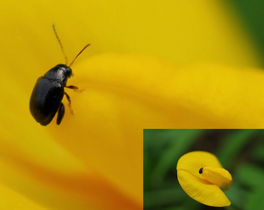 муравей птица лимон банан радуга. Yellow bug. жук пестряк желтый. красно желтый жук. Volkswagen beetle yellow.