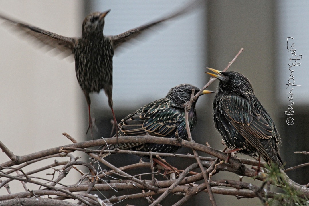 The Last Leaf Gardener Starlings came to NYC 129 years ago today.