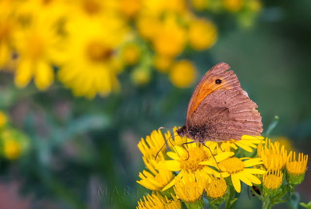 Spring close up of a meadow brown butterfly among wildflowers