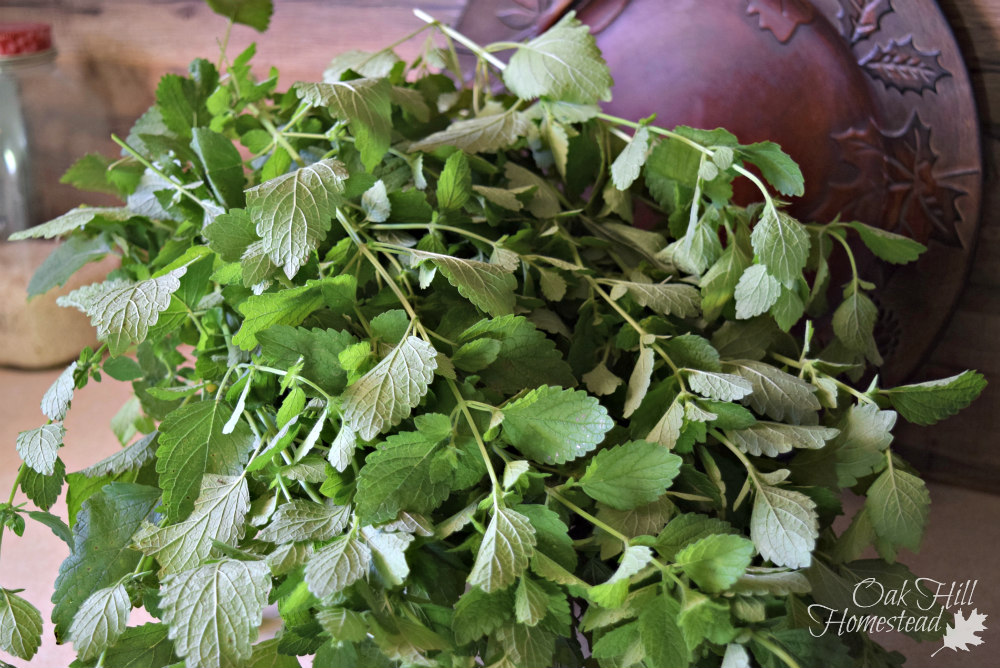 When Life Gives You Lemon Balm Make Lemonade! Oak Hill Homestead