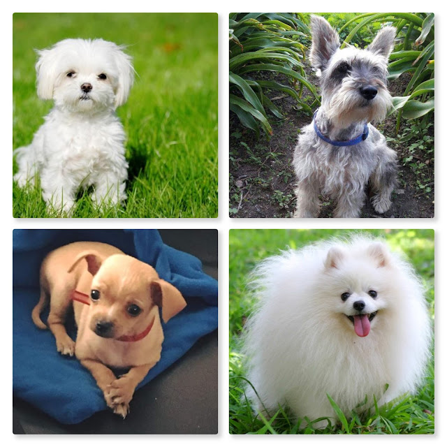 PERROS RAZA PEQUEÑA PERROS RAZA PEQUEÑA