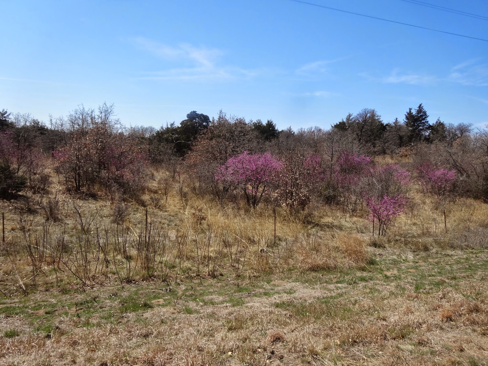 The travels of the Rambling Roses Bicycling from Vici, Oklahoma to