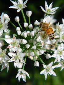 Allium and bee at the Toronto Botanical Garden by garden muses-not another Toronto gardening blog