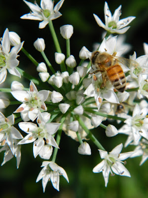 Allium and bee at the Toronto Botanical Garden by garden muses-not another Toronto gardening blog Allium and bee at the Toronto Botanical Garden by garden muses-not another Toronto gardening blog