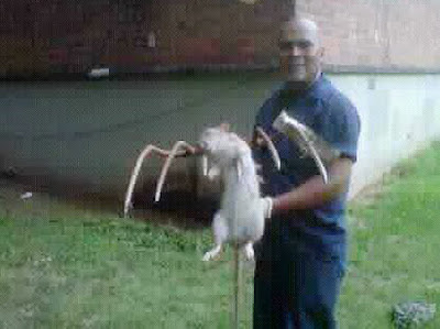 rata gambiana gigante muerta en nueva york 2011