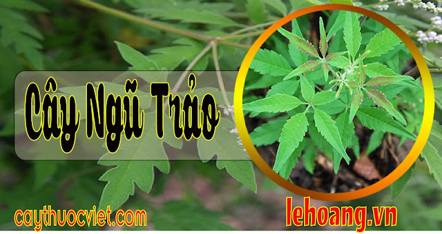Cây Ngũ trảo l Cây Ngũ trảo mua ở đâu Cây Ngũ trảo l Cây Ngũ trảo mua ở đâu