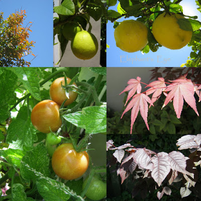 Fiddlewood, lime, lemon Japanese maple Tomato and Prunus nigra