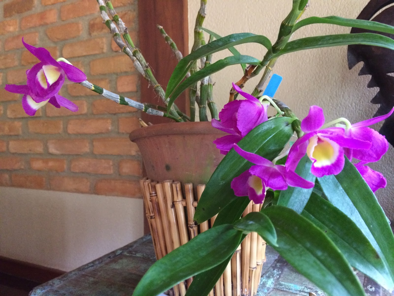 Orquídeas da Pachamama: Dendrobium nobile rubra e amarela