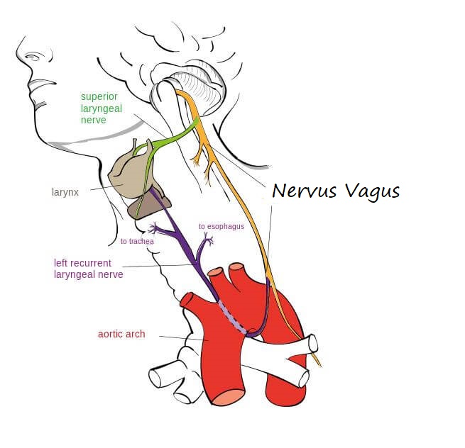 Vagale collaps Acute Blog