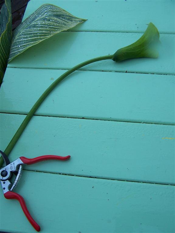 Perennial Passion Sunday Morning Sundae Bouquet and Why are my Calla