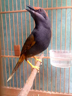 Burung Jalak Alis Api Jalak alis-api atau fiery-browed starling yang juga dikenal dengan fiery-browed myna (Enodes erythrophris