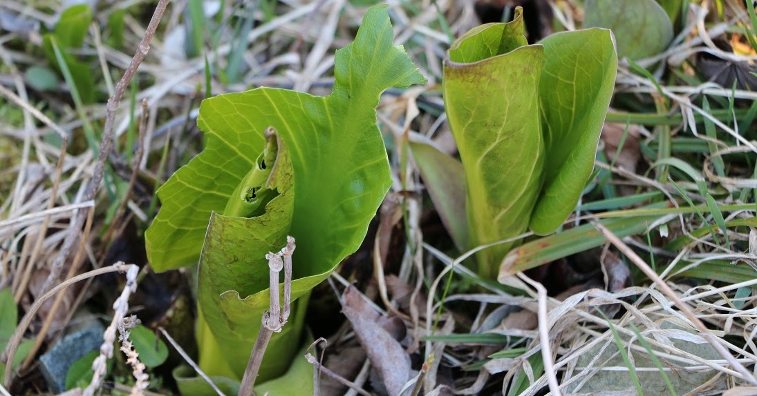 Michigan Exposures: Skunk Cabbage and Other Things