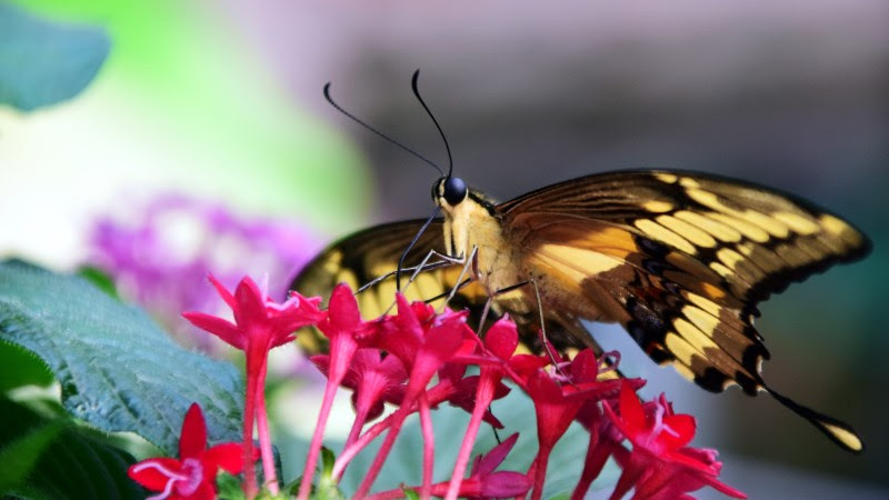 2nd Butterfly