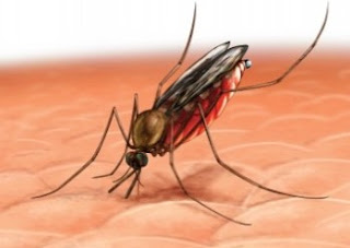 Cara Mengusir Nyamuk Dengan Cara Tradisional Cara Mengusir Nyamuk Dengan Cara Tradisional