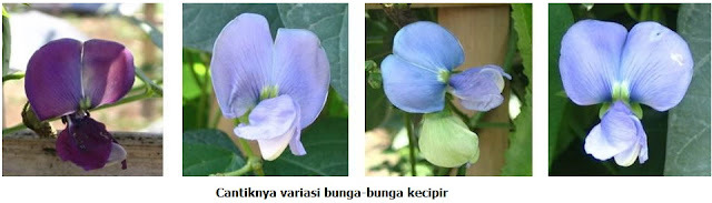 Manfaat Kandungan Nutrisi Pada Kecipir Manfaat Kandungan Nutrisi Pada Kecipir
