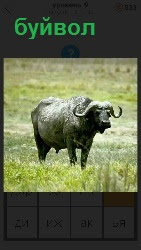  на поляне пасется огромный буйвол с рогами