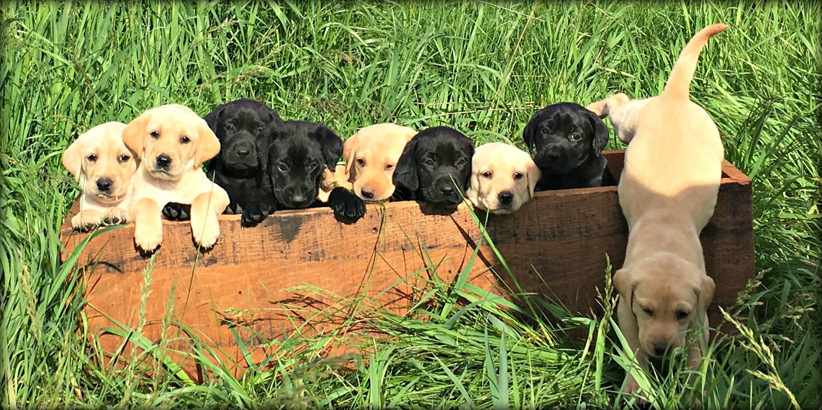 Rock Solid Pointing Labs