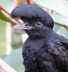 umbrella umbrellabird birds wattled bird weird animals looking henrieke heads animal feathers rainforest owl happy deviantart alphabet thread ecuador photoshopped