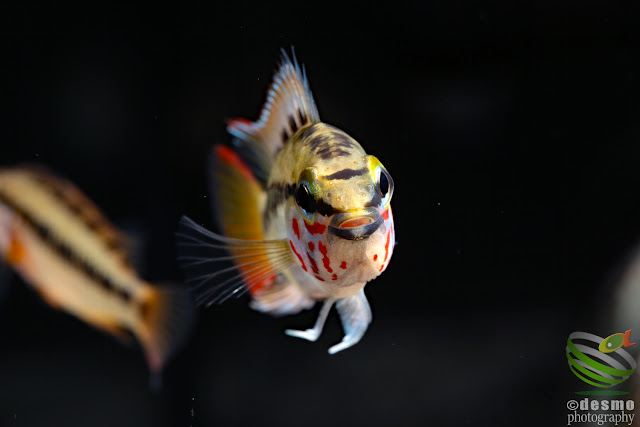 Apistogramma sp. rotflecken / sp. D28