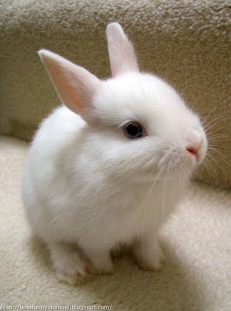 White bunny 4 