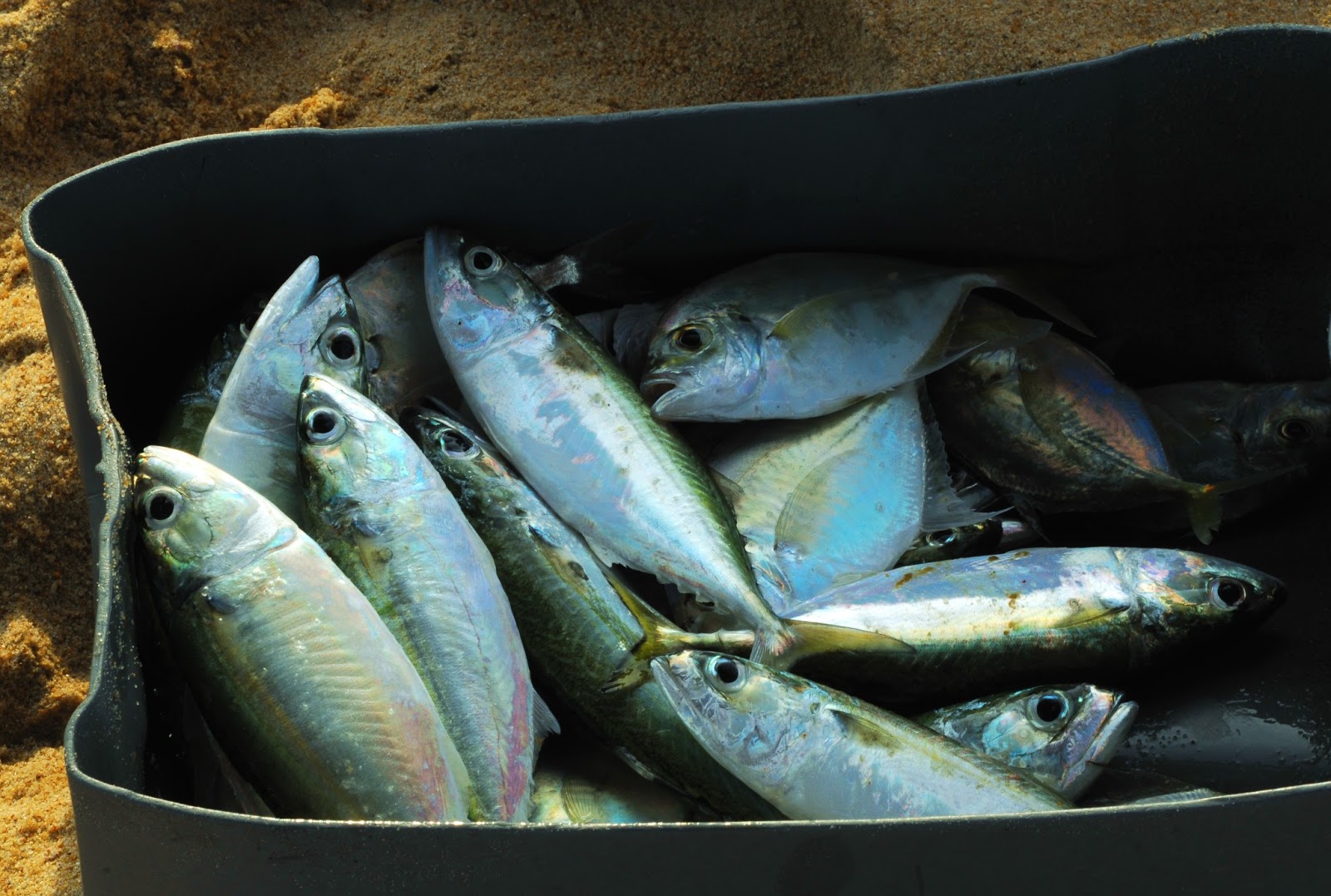 Pecinta Ikan Bakar: Ikan Selar