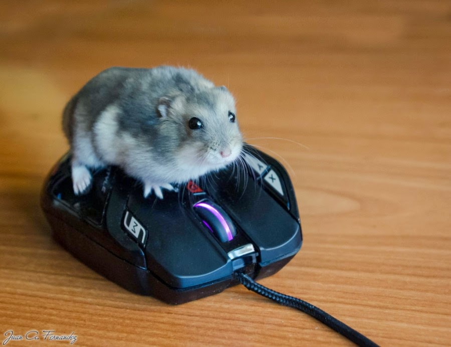 27 Cutest Hamster Pictures Ever Seen on the Internet.