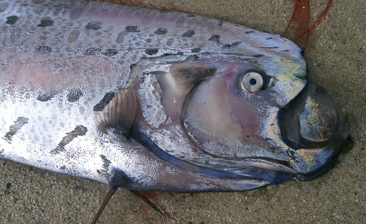 cais do sul serpente do mar peixe remo ou oarfish