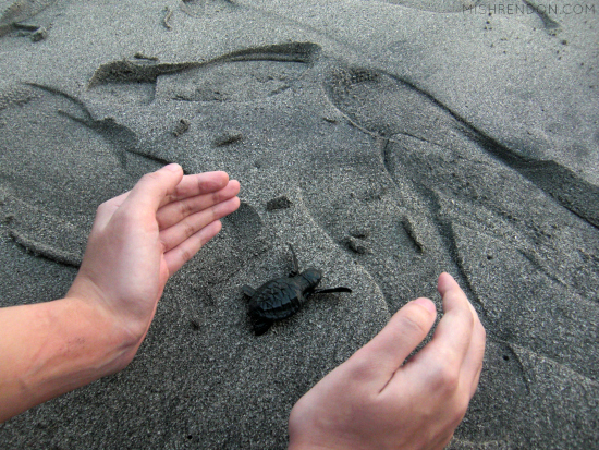 When in Zambales - Releasing Sea Turtles at PawiCare Hatchery