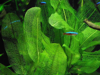 Aponogeton Madagascariensis Aponogeton Madagascariensis