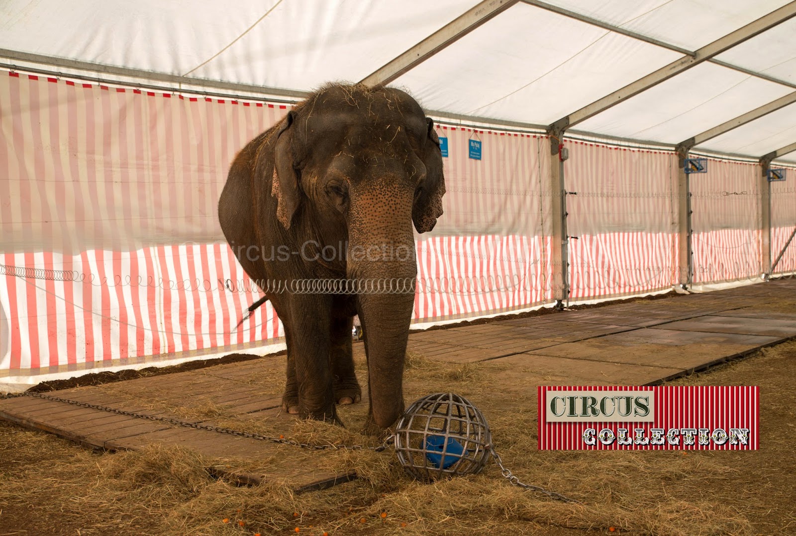 éléphant dans la tente écurie 