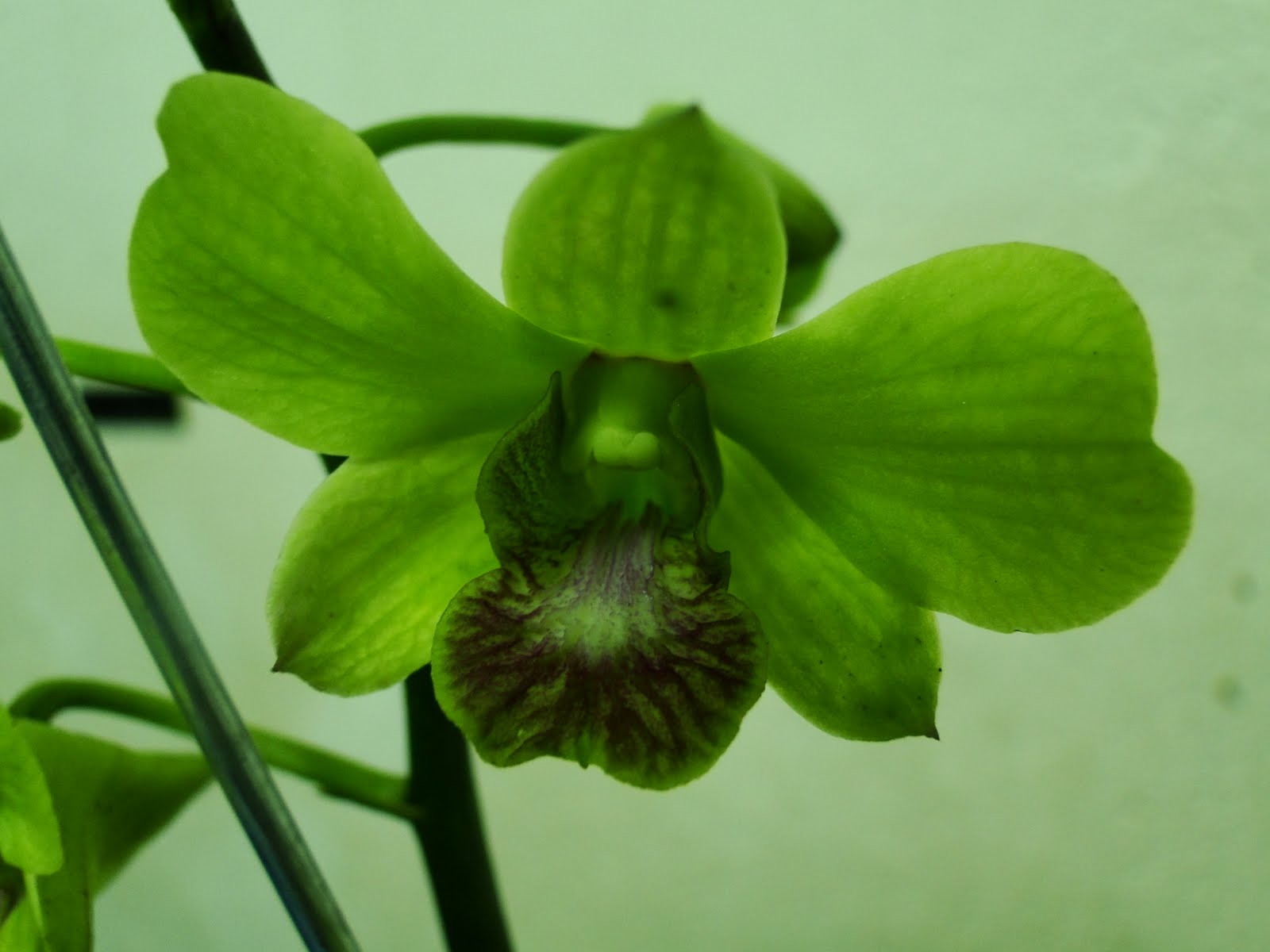 Amo Orquideas: Denphal verde