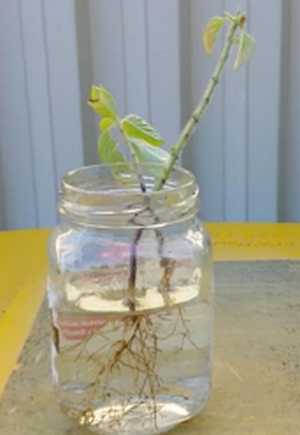 Re-grow Plants From Scraps- regrow basil in water