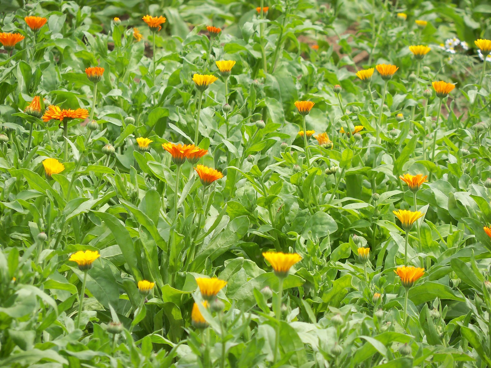 Plant Journeys: Calendula at Peak, Lavender Distillation, and Summer Lush